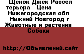  Щенок Джек Рассел терьера › Цена ­ 20 000 - Нижегородская обл., Нижний Новгород г. Животные и растения » Собаки   